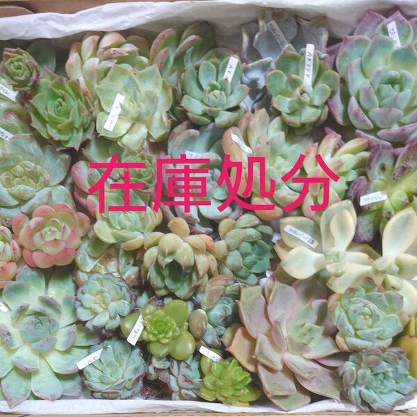 a11多肉植物カット苗〈訳あり苗&在庫処分セット〉