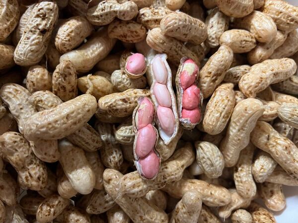 新物☆季節限定☆特産☆長野県産 なま赤落花生 赤皮落花生1kg