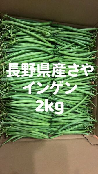 長野県産さやインゲン 規格品以外品2kg 【露地栽培】自然成熟