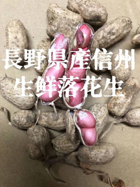 新物☆季節限定☆特産☆長野県産 なま赤落花生 赤皮落花生3kg