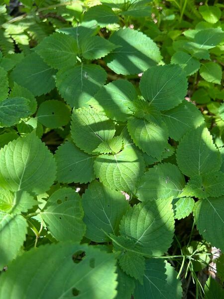 大葉 青紫蘇 青シソ 抜き苗 10本+α