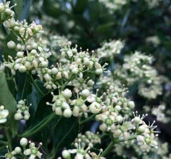 常緑低木 花木 花苗 マサキ苗
