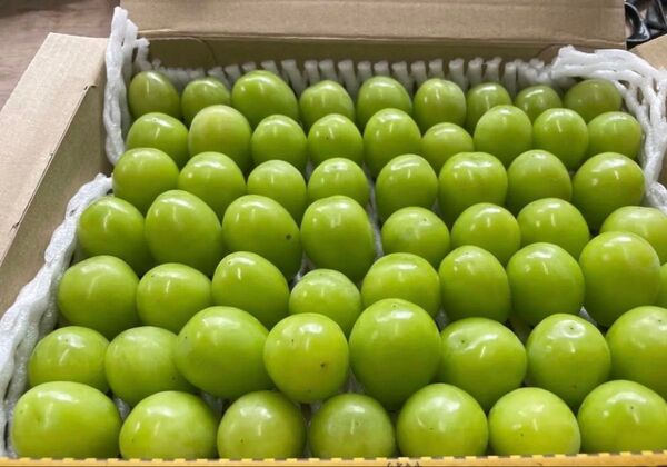 ★岡山県産★シャインマスカット 900g 切り落とし