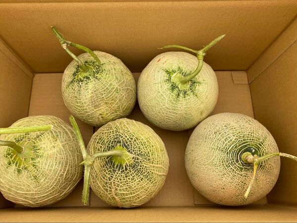山形県産 メロン 青赤肉詰め合わせ3〜5個くらい 富良野メロン 高知県産 北海道産 アールスメロン いしかり