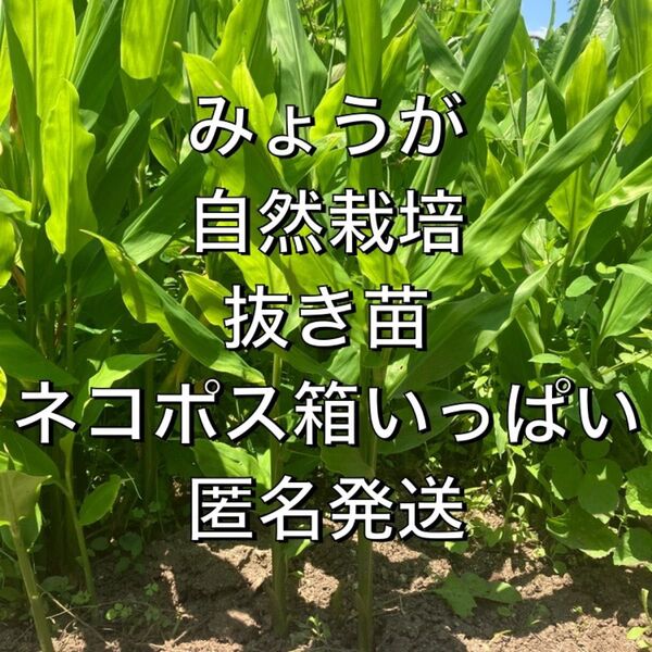みょうが 抜き苗 無農薬 沢山増える