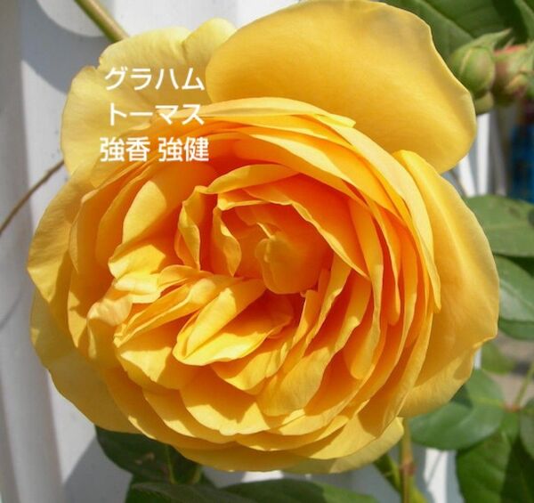 バラ苗 ER グラハムトーマス 接木中苗 強香 強健 6号鉢 廃盤品種 薔薇 苗 ラスト