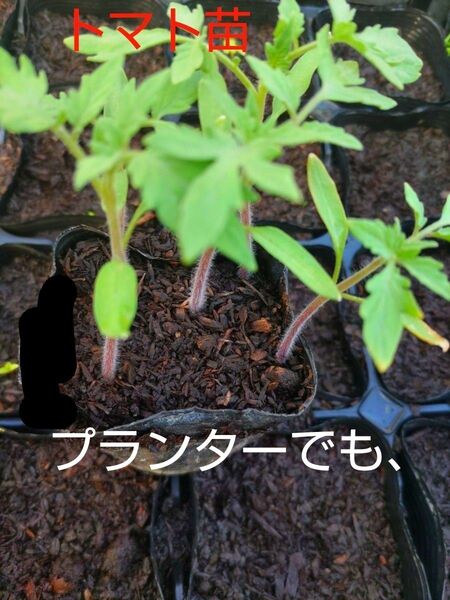 トマト苗、3本、お試し、厳選した土で、育てています。包装、お箱代込み、