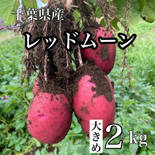 千葉県産 新じゃが レッドムーン 箱込み2kg