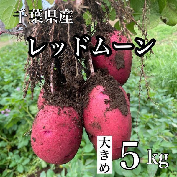 千葉県産 新じゃが レッドムーン 5kg 使いやすい大きめサイズ