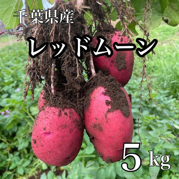 千葉県産 新じゃが レッドムーン 5kg