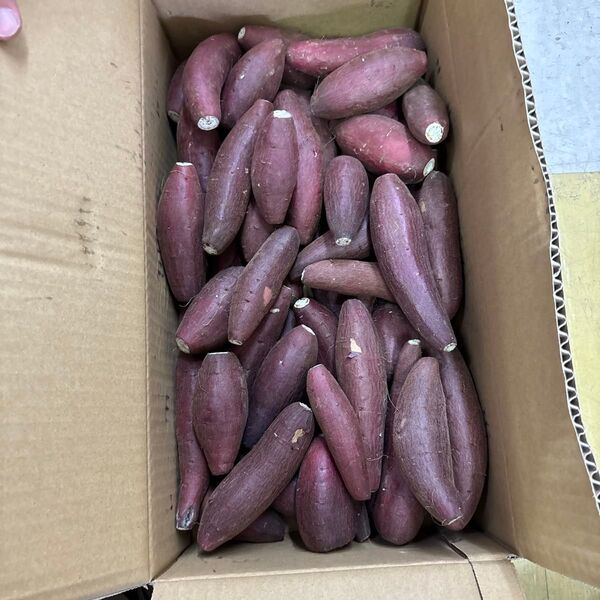 農薬不使用 SSからS前後サイズ シルクスイート約12キロ