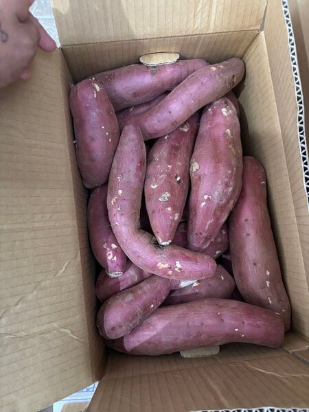 農薬不使用 Lから2Lサイズ 紅はるか約10キロ