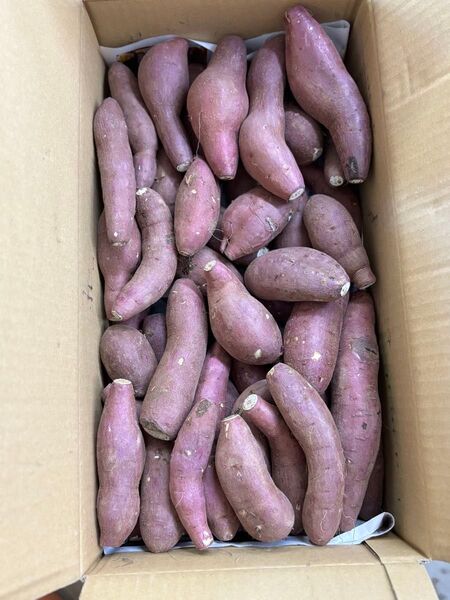 農薬不使用 SSからSサイズ 紅はるか約10キロ