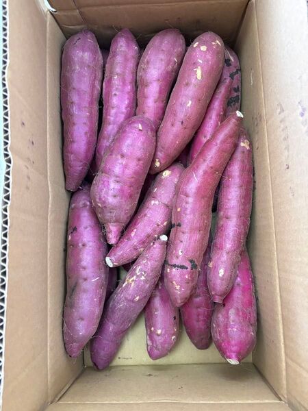 A品 農薬不使用紅はるか 箱込み5キロ Lサイズ