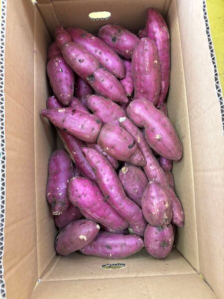 農薬不使用紅はるか 箱込み5キロ Mサイズ