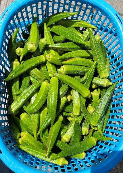 指宿産オクラ 60本