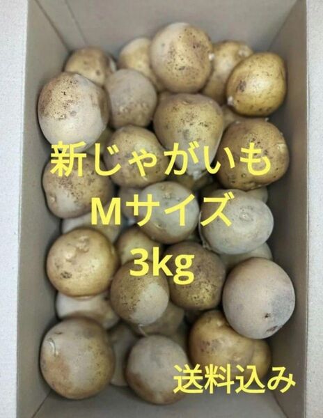 新ジャガイモ M 3kg
