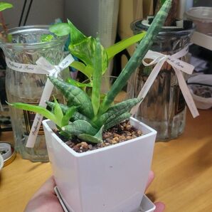 美株 ●小さな株から子株● 発根、新芽 サンスベリア ボンセレンシス 鉢・皿付き ●宅配便送料込● ●画像と説明文を良くご覧下さい