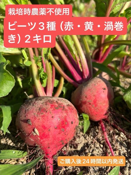 農家直送!栽培時農薬不使用ビーツ3種(赤・黄・渦巻き)2キロ