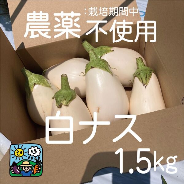 白ナス とろ〜り旨なす 農薬不使用 約1.5㎏