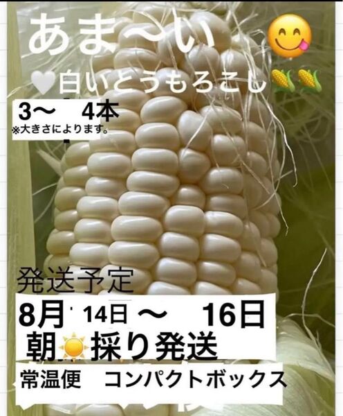 甘〜い 白いとうもろこし コンパクトボックスサイズ常温便3本〜4本ホワイトコーン