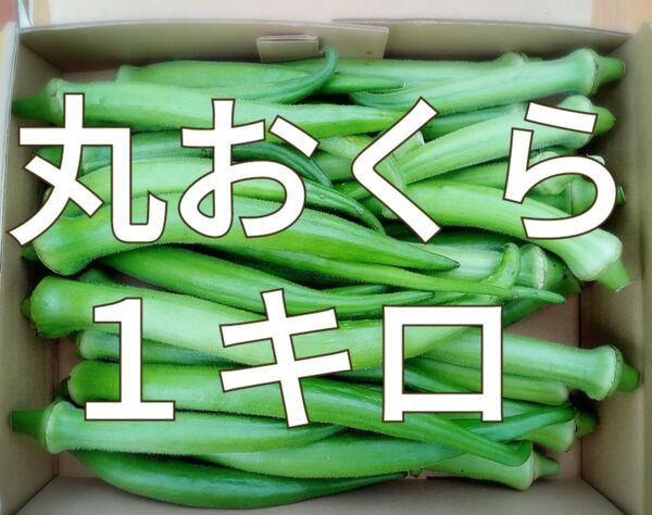 丸おくら☆オクラ☆1キロ☆長崎県産