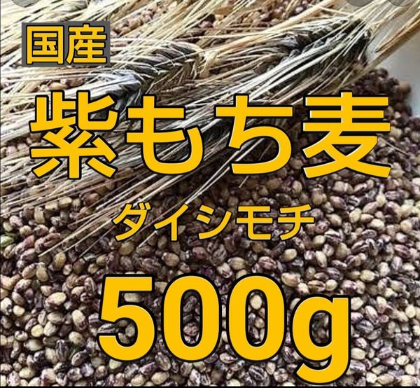 もち麦500g 国産 紫もち麦 ダイシモチ 美味しく食べやすく精麦済み
