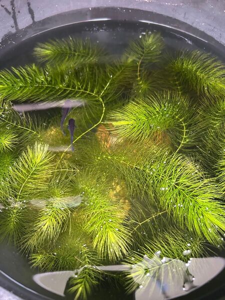無農薬 水草 マツモ 10本