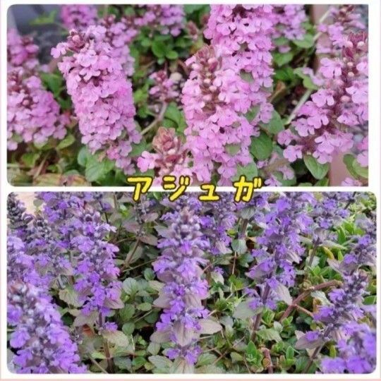 アジュガ ピンク パープル 刺し穂 挿し木 グランドカバー 挿し穂