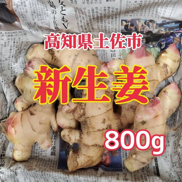 800g土佐市産新生姜土付き
