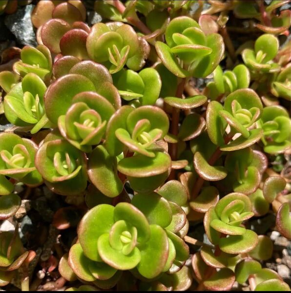 多肉植物 大葉丸葉万年草 セダム