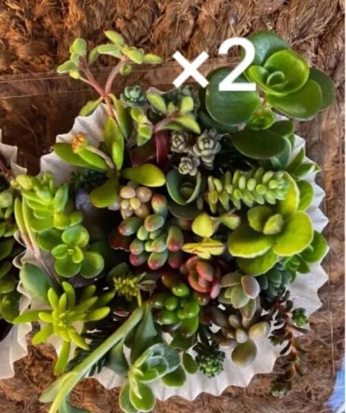 35種類×2倍(同じ種類) チビカット苗 寄せ植え 多肉植物 セダム ゆうパケット発送