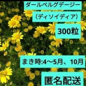 ダールベルグデージーの種 300粒別名:ディソイディア