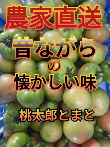 味の濃いトマト 2.2キロ 規格外 南会津産 農薬最低限