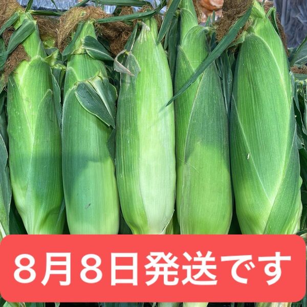 北海道 十勝産 スイートコーン 10本