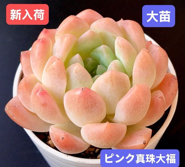 新入荷★韓国苗★ピンク真珠大福★レア種★可愛い紅葉大苗★超美苗★多肉植物★エケベリア