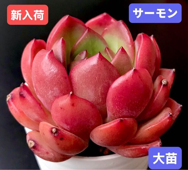 新入荷★韓国苗★サーモン★レア種★可愛い紅葉大苗★超美苗★多肉植物★エケベリア