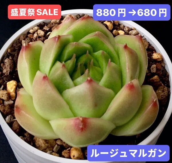盛夏祭SALE★新入荷★韓国苗★ルージュマルガン★可愛い紅葉大苗★超美苗★多肉植物★エケベリア