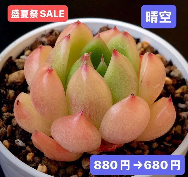 盛夏祭SALE★新入荷★韓国苗★晴空★可愛い紅葉超美苗★多肉植物★エケベリア