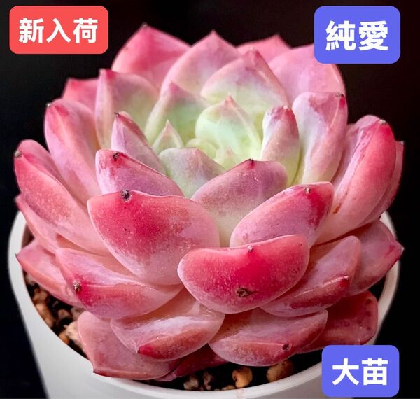 新入荷★韓国苗★純愛★レア種★可愛い紅葉大苗★超美苗★多肉植物★エケベリア