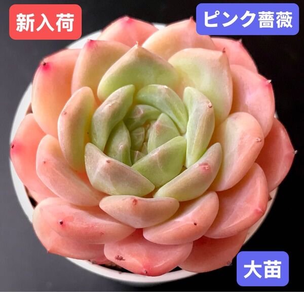 新入荷★韓国苗★ピンク薔薇★レア種★可愛い紅葉大苗★超美苗★多肉植物★エケベリア