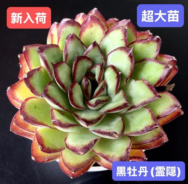 新入荷★韓国苗★黒牡丹(霊隠)★レア種★可愛い紅葉大苗★超美苗★多肉植物★エケベリア