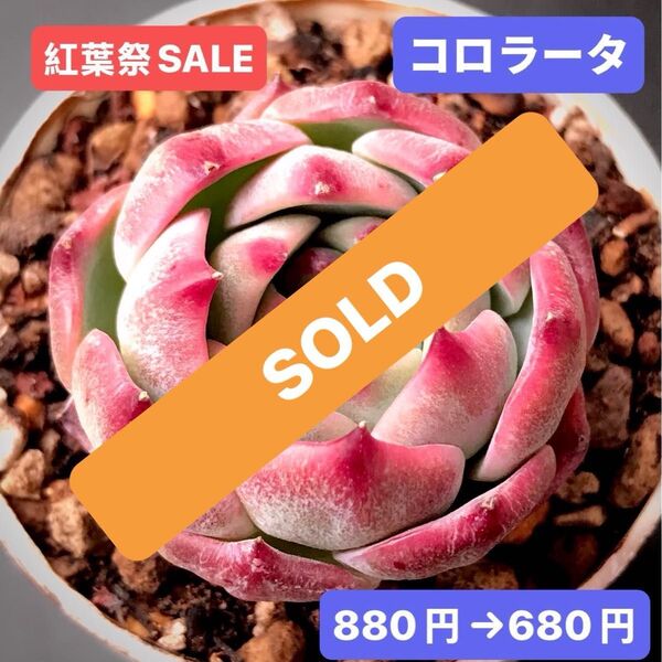 紅葉祭SALE★新入荷★韓国苗★コロラータ★可愛い紅葉超美苗★多肉植物★エケベリア