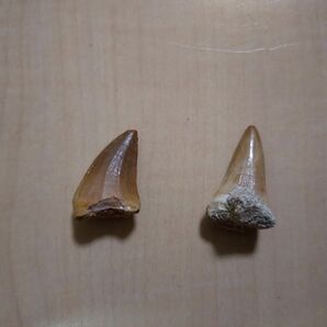 モロッコ産モササウルスの歯の化石 2個セットケース付【ジュラシック・ワールド】