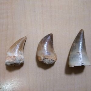 モロッコ産モササウルスの歯の化石 3個セットケース付【ジュラシック・ワールド】