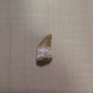 モロッコ産モササウルスの歯の化石ケース付【ジュラシック・ワールド】