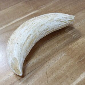 予約はコメントください。100年物 マッコウクジラ 鯨歯 天然素材 フィジー産タンブア