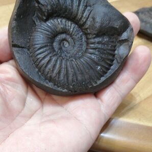 予約はコメントください。#469 チャクラを開く アンモナイト 化石 1セット ヒマラヤサリグラム