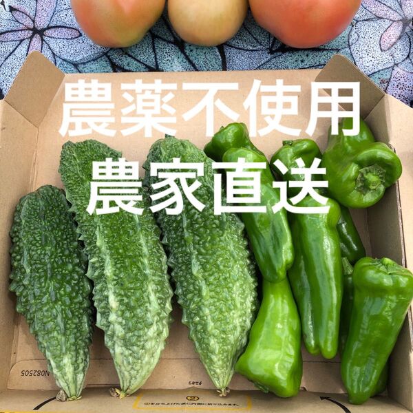 農家直送 農薬不使用 ゴーヤとピーマン