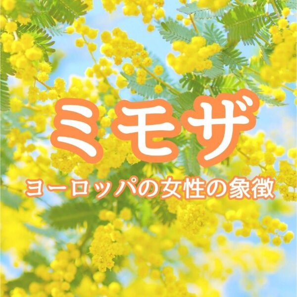 【花の種】銀葉アカシア☆ミモザ 種子10粒!宿根草ドライフラワーシンボルツリー
